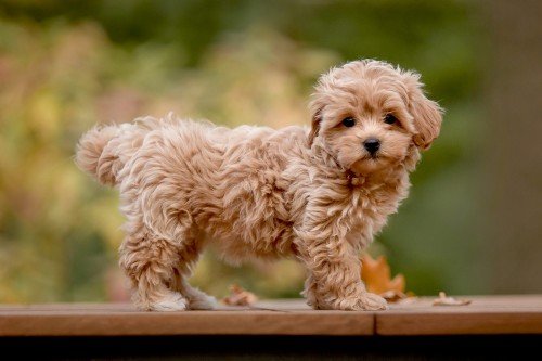 Maltipoo Size Guide (Teacup, Toy, Mini & Standard)