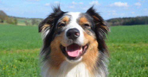 Australian Shepherd At a glance