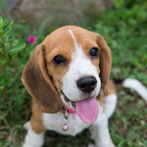 Beagle Breed information