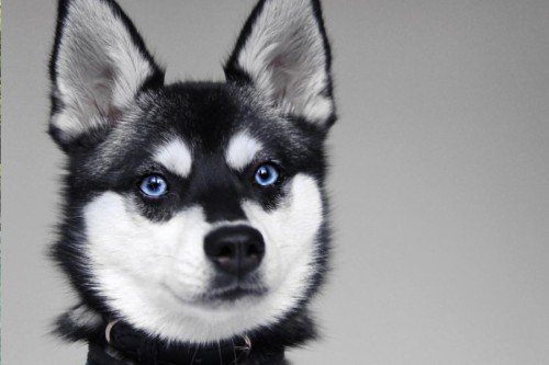 Discovering the Alaskan Klee Kai: A Playful and Loyal Companion Breed