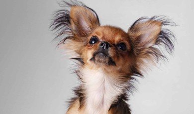Russian Toy Terrier or Russian Toy Spaniel, is a small breed of dog that originated in Russia