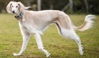 The Timeless Beauty of the Saluki: A Glimpse into an Ancient Canine Legacy